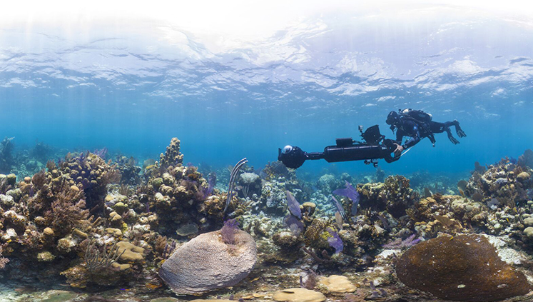 Oxford will show a film that highlights the spread of coral bleaching.
